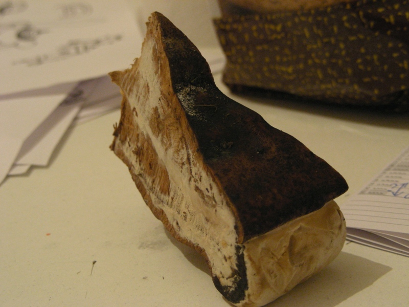 Lignicolo con voglia di vivere  - (Perenniporia fraxinea)